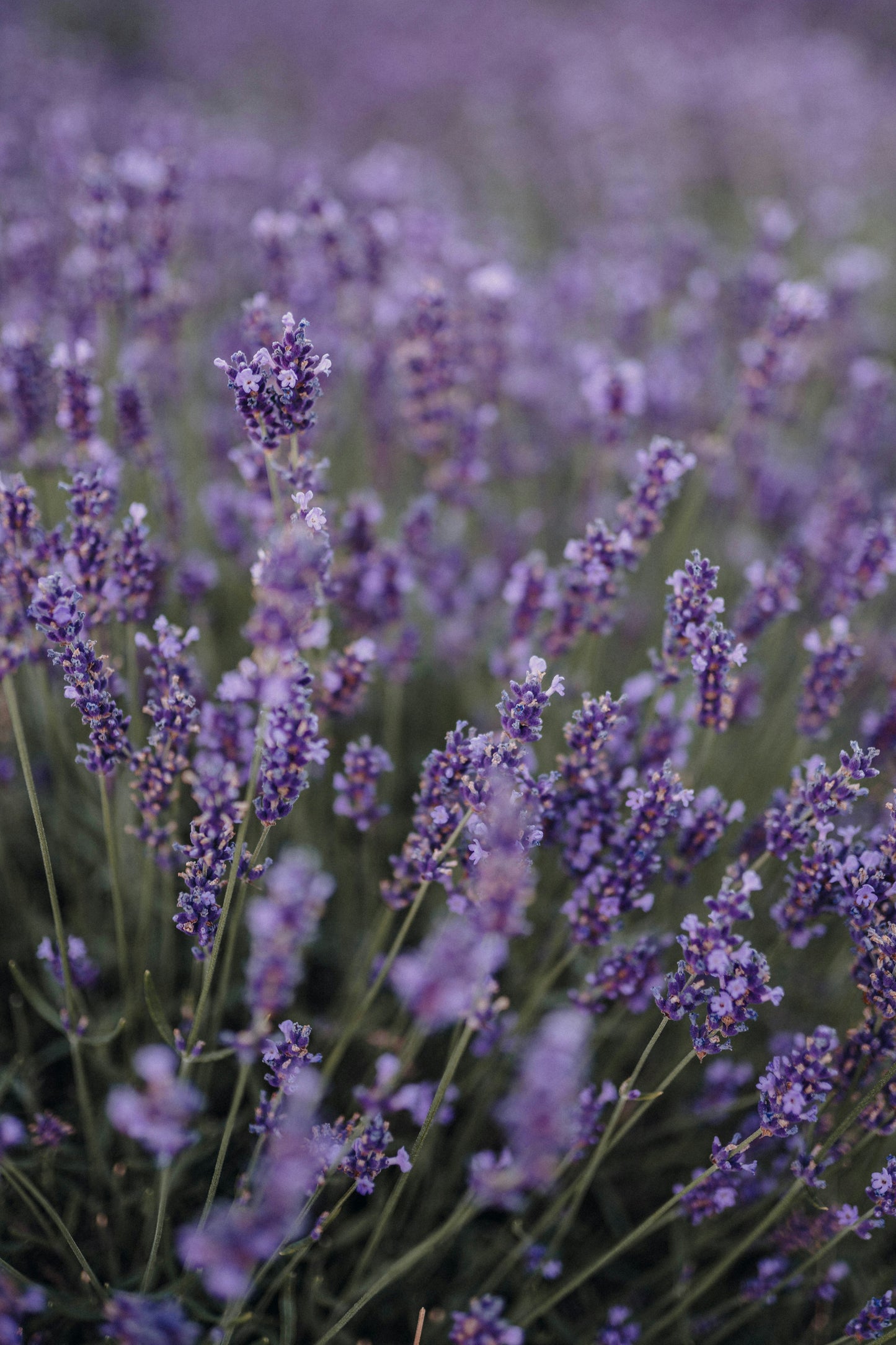 Fresh Lavender