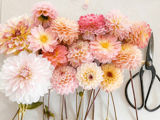 Café au Lait Dahlias tubers in shades of pink and peach are displayed on a light surface beside vintage-style black scissors.
