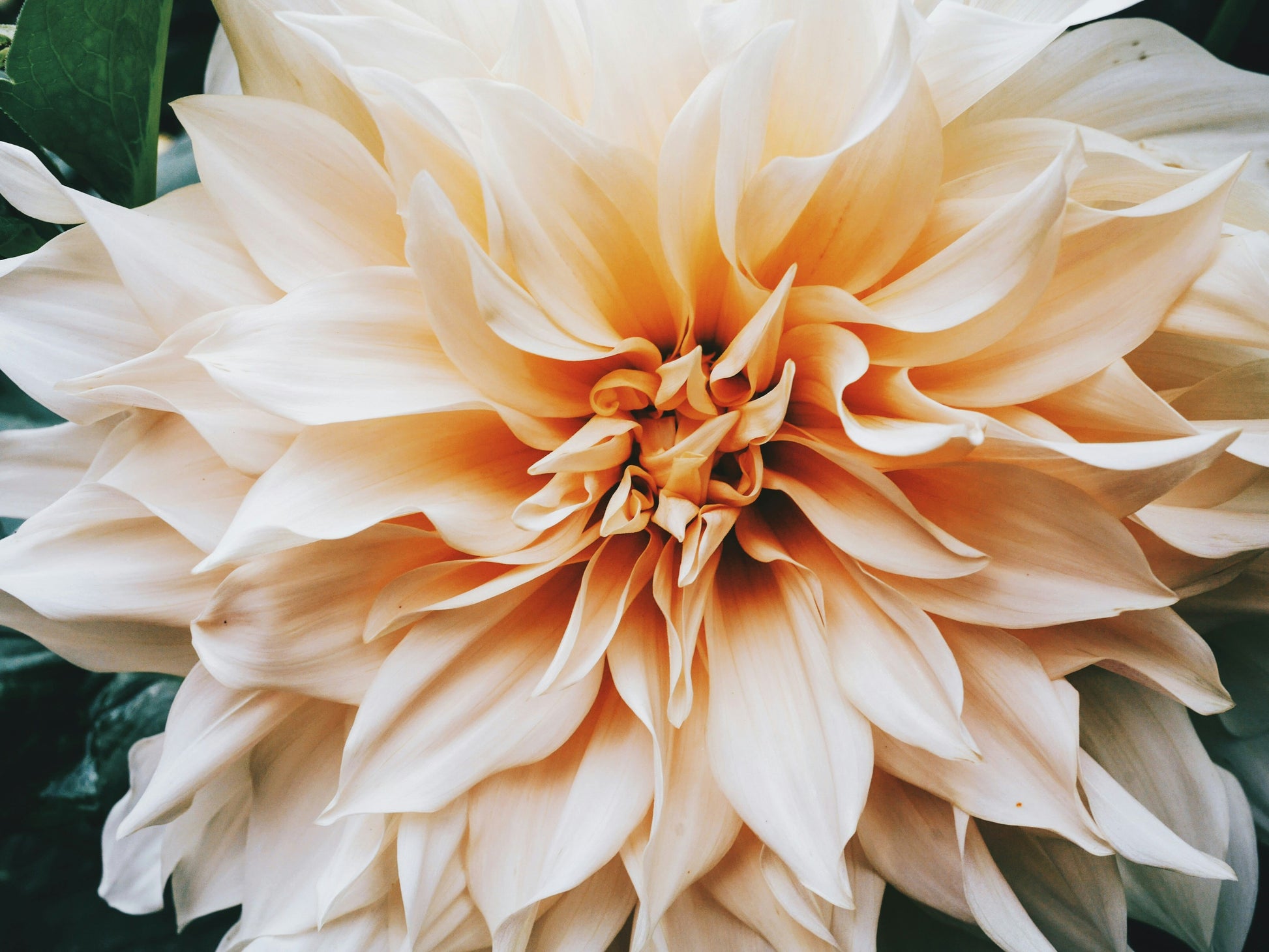 Close-up of a Café au Lait Dahlia bloom: large, cream-colored petals form a soft, layered display. The intricate flower is framed by green leaves in the background. Café au Lait Dahlias Tubers produce these stunning flowers.